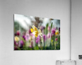  SBP5470 Acrylic Print