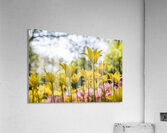 SBP6341 Acrylic Print