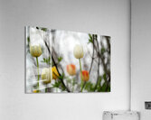 SBP8335 Acrylic Print