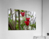 SBP8333 Acrylic Print