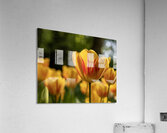 SBP6416 Acrylic Print