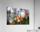 SBP8395 Acrylic Print