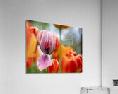 SBP5727 Impression acrylique