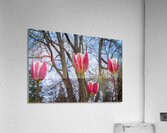 SBP6538 Acrylic Print