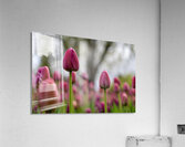 SBP6693 Acrylic Print