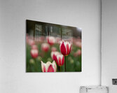 SBP6625 Acrylic Print