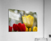 SBP5634 Acrylic Print