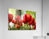 SBP6265 Acrylic Print