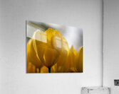 SBP5523 Acrylic Print