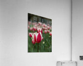 SBP6643 Impression acrylique