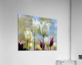 SBP6391 Acrylic Print