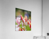 SBP5569 Impression acrylique