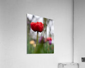 SBP6703 Acrylic Print