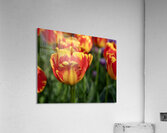 SBP6472 Acrylic Print