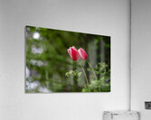 SBP8211 Acrylic Print