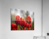 SBP5624 Acrylic Print