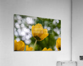 SBP5699 Impression acrylique