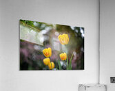 SBP8162 Acrylic Print