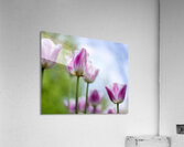 SBP6374 Acrylic Print