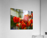 SBP5782 Acrylic Print