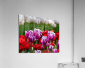 SBP6480 Acrylic Print