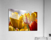 SBP5529 Acrylic Print