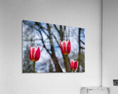 SBP6537 Acrylic Print