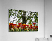 SBP5707 Acrylic Print