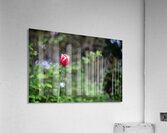 SBP8207 Acrylic Print