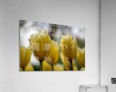 SBP5684 Acrylic Print