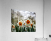 SBP5586 Acrylic Print