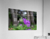 SBP8427 Acrylic Print