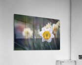 SBP5653 Acrylic Print