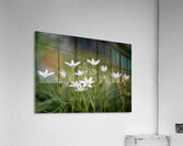 SBP8139 Acrylic Print