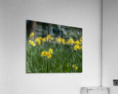 SBP5541 Acrylic Print