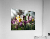 SBP5470 Acrylic Print