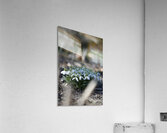 SBP4917 Acrylic Print