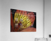 Lily Of The Incas Acrylic Print