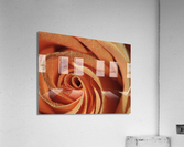 Peach Rose Acrylic Print