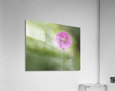 Tiny Beauty Acrylic Print
