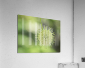 Cephalanthus Occidentalis Acrylic Print