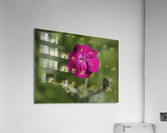 Velvety Beauty Acrylic Print