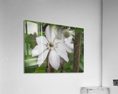 Hidden Beauty Acrylic Print