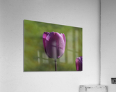 Early Morning Acrylic Print