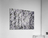 Moss Phlox Acrylic Print