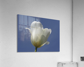 White Tulip Blue Sky Acrylic Print