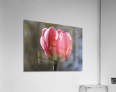 Showy Tulip Acrylic Print
