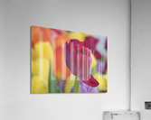 Colorful Acrylic Print