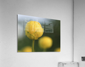 Lollipop Acrylic Print