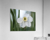 New Beginnings Acrylic Print